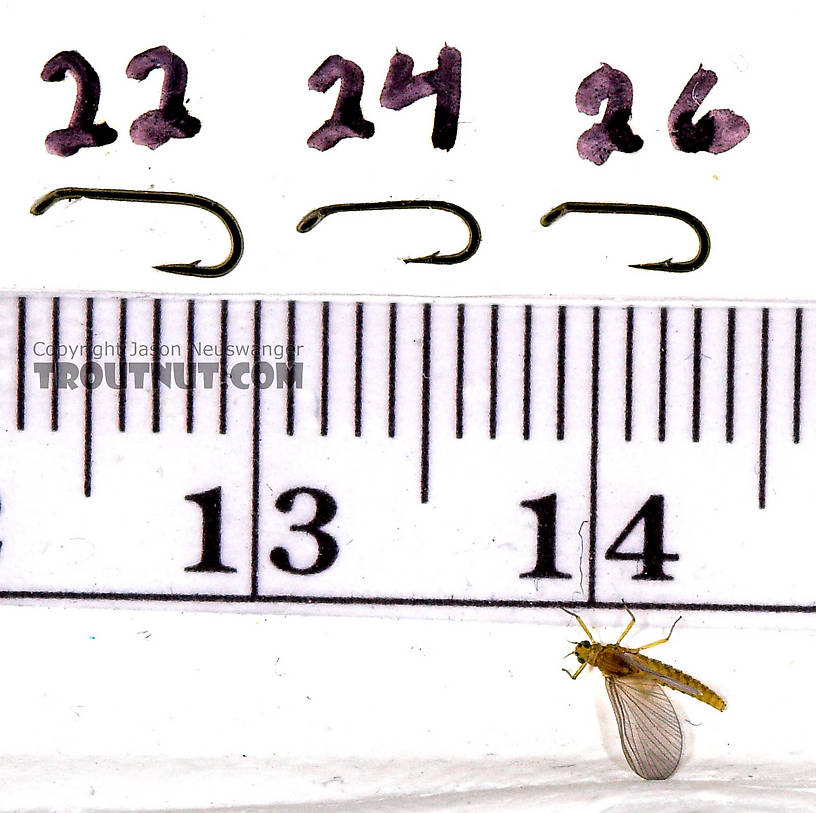 Female Baetis (Blue-Winged Olives) Mayfly Dun from Mystery Creek #43 in New York