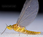 Female Baetis (Blue-Winged Olives) Mayfly Dun