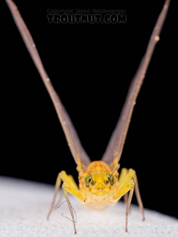 Female Baetis (Blue-Winged Olives) Mayfly Dun from Mystery Creek #43 in New York