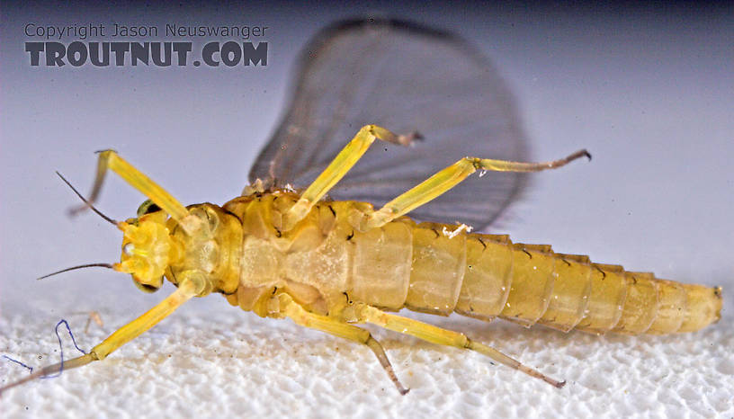 Female Baetis (Blue-Winged Olives) Mayfly Dun from Mystery Creek #43 in New York