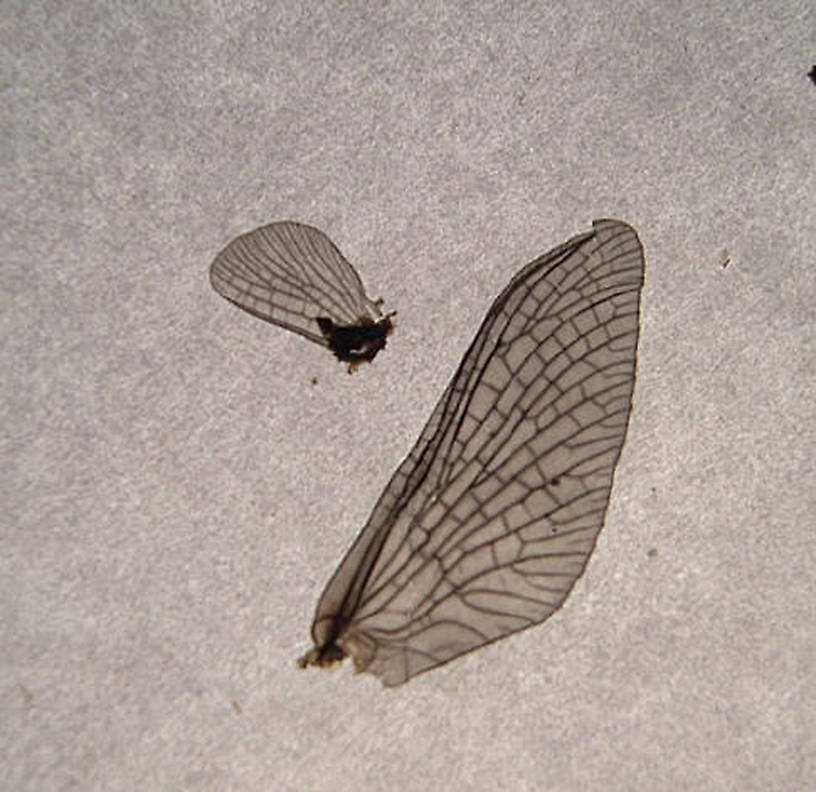 Dun's wings after death.  Photo by Caleb Boyle.  Neoephemera Mayfly Nymph from unknown in North Carolina