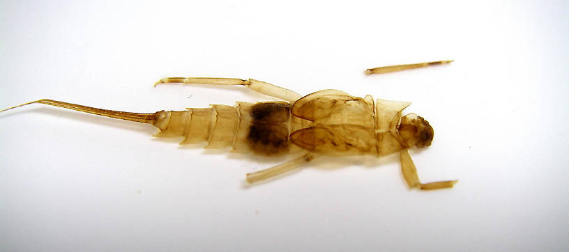 Preserved exoskeleton photographed in February 2007.  Photo by Caleb Boyle.  Neoephemera Mayfly Nymph from unknown in North Carolina