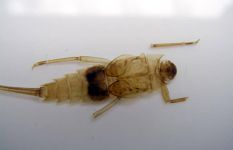 Photo by Caleb Boyle.  Neoephemera Mayfly Nymph from unknown in North Carolina