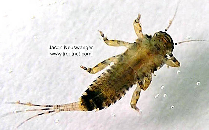 Ephemerella invaria (Sulphur Dun) Mayfly Nymph from the Namekagon River in Wisconsin