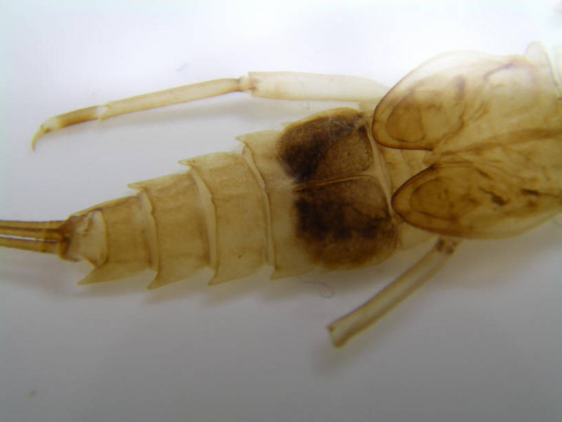 Photo by Caleb Boyle.  Neoephemera Mayfly Nymph from unknown in North Carolina