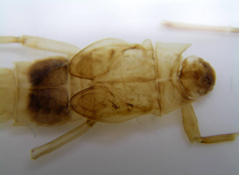 Photo by Caleb Boyle.  Neoephemera Mayfly Nymph from unknown in North Carolina