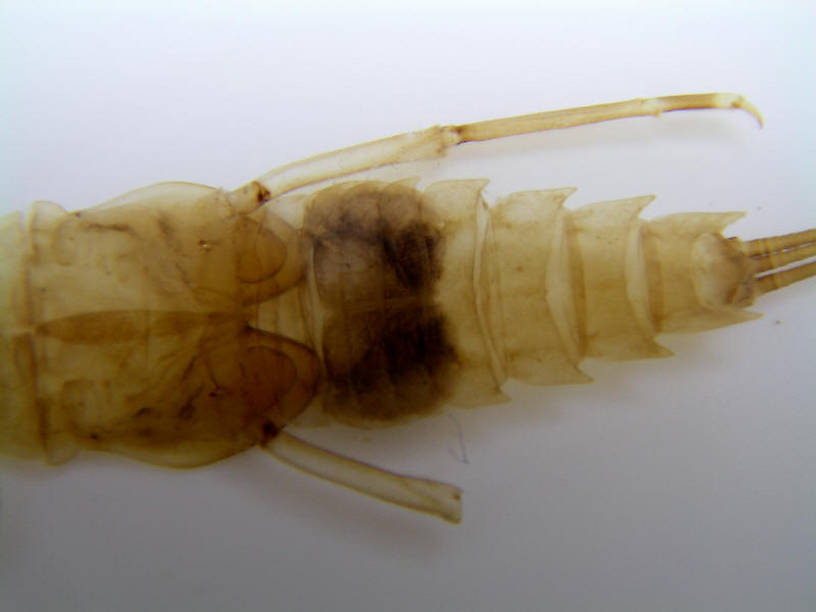 Photo by Caleb Boyle.  Neoephemera Mayfly Nymph from unknown in North Carolina