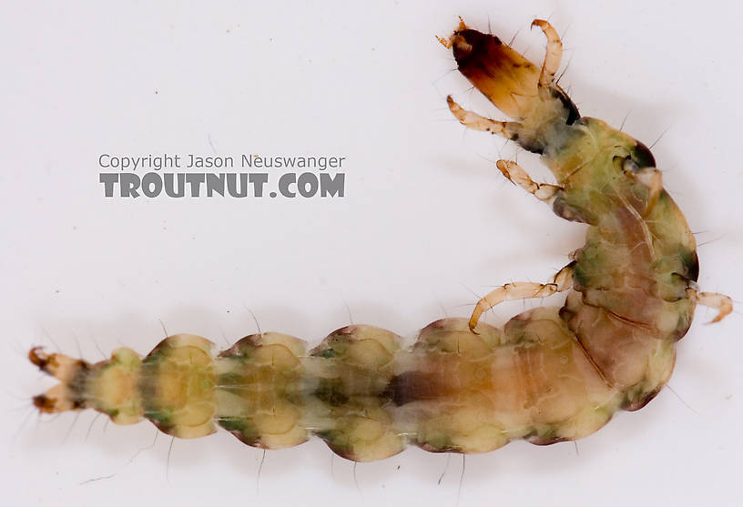 Rhyacophila mainensis (Green Sedge) Caddisfly Larva from Fall Creek in New York