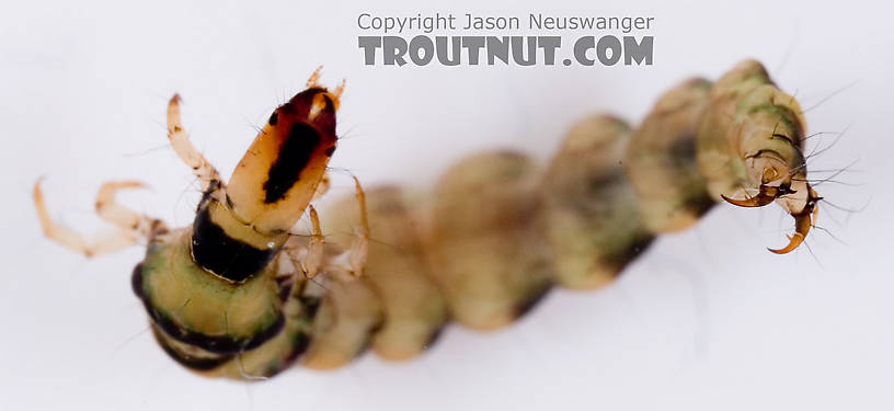 Rhyacophila mainensis (Green Sedge) Caddisfly Larva from Fall Creek in New York