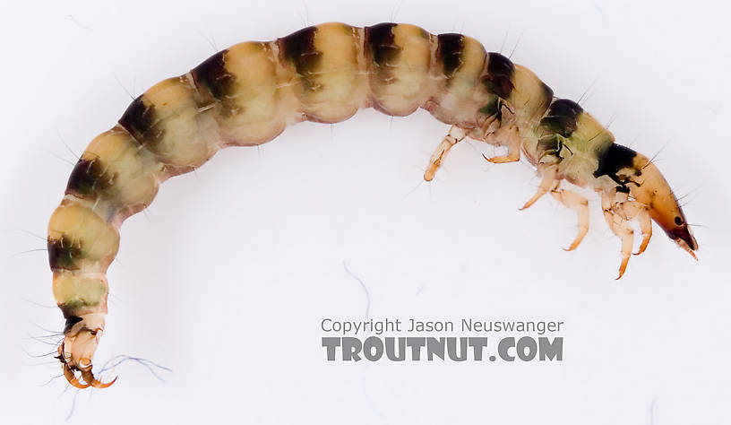 Rhyacophila mainensis (Green Sedge) Caddisfly Larva from Fall Creek in New York