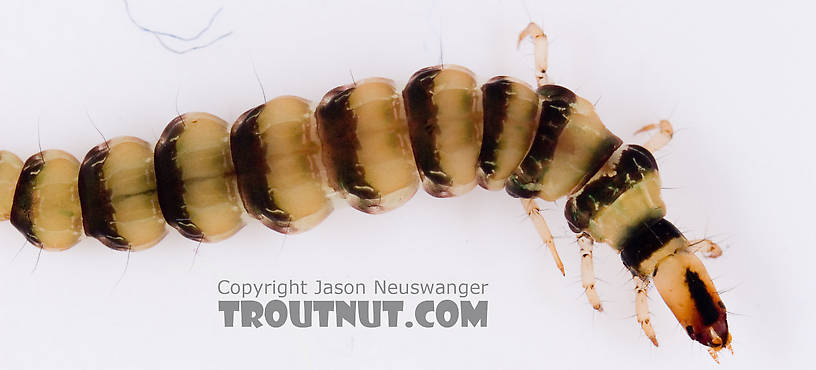 Rhyacophila mainensis (Green Sedge) Caddisfly Larva from Fall Creek in New York