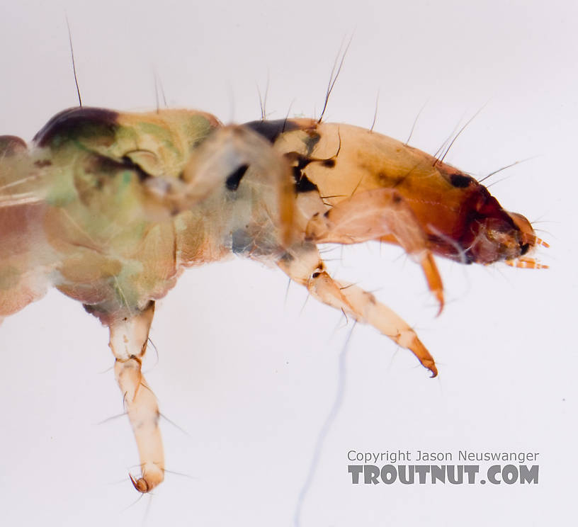 Rhyacophila mainensis (Green Sedge) Caddisfly Larva from Fall Creek in New York