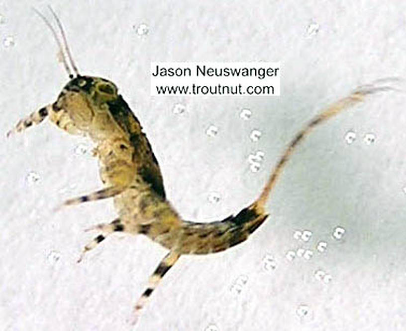 Ephemerella invaria (Sulphur Dun) Mayfly Nymph from the Namekagon River in Wisconsin