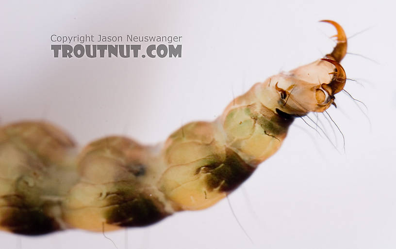 Rhyacophila mainensis (Green Sedge) Caddisfly Larva from Fall Creek in New York