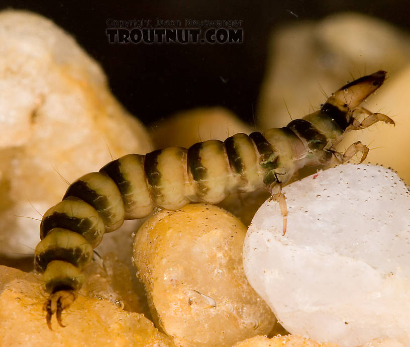 Rhyacophila mainensis (Green Sedge) Caddisfly Larva from Fall Creek in New York