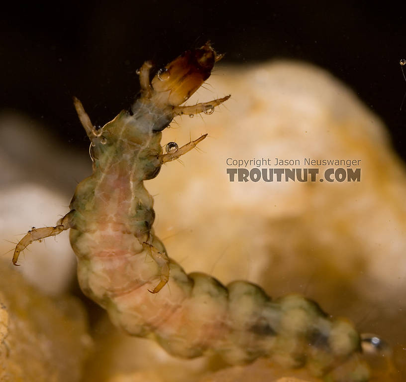 Rhyacophila mainensis (Green Sedge) Caddisfly Larva from Fall Creek in New York