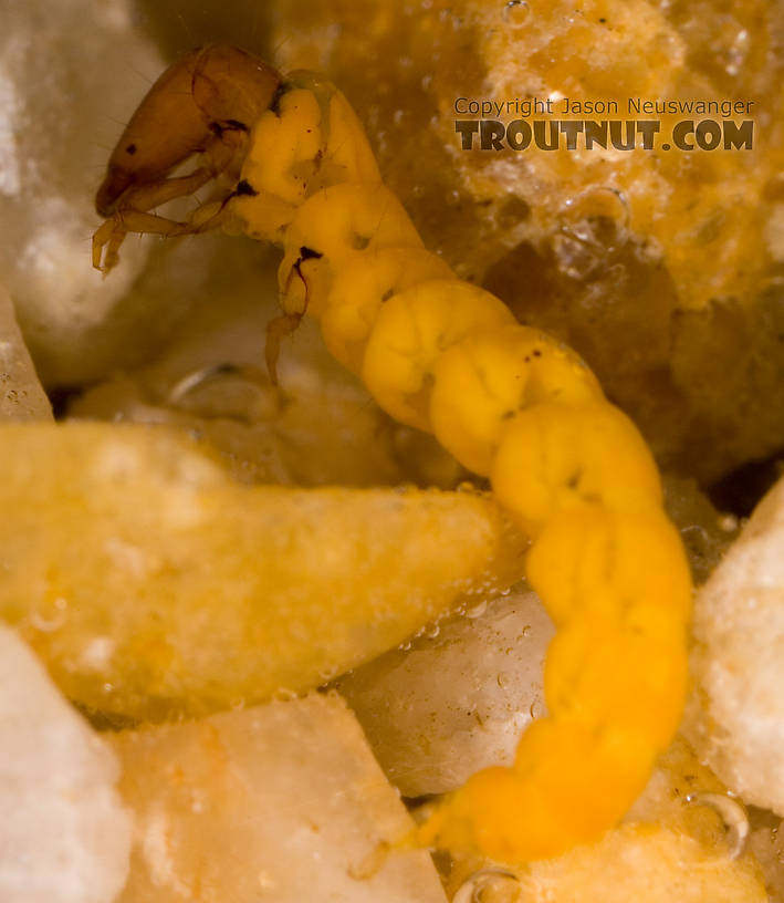 Chimarra (Little Black Sedges) Caddisfly Larva from Fall Creek in New York