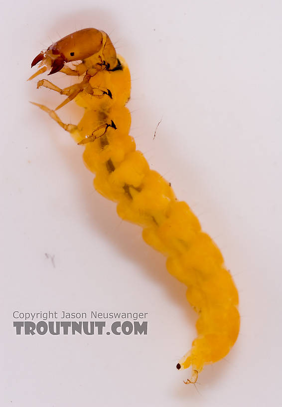 Chimarra (Little Black Sedges) Caddisfly Larva from Fall Creek in New York