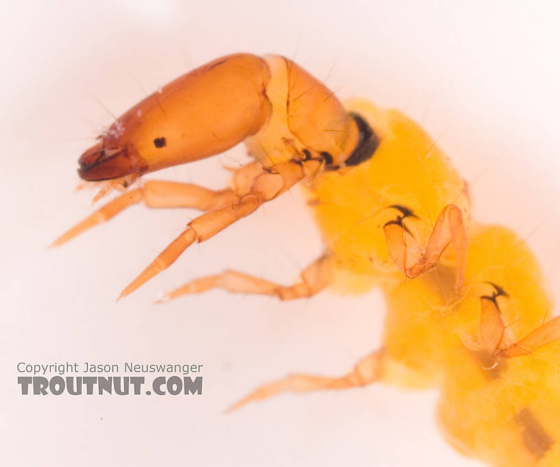 Chimarra (Little Black Sedges) Caddisfly Larva from Fall Creek in New York