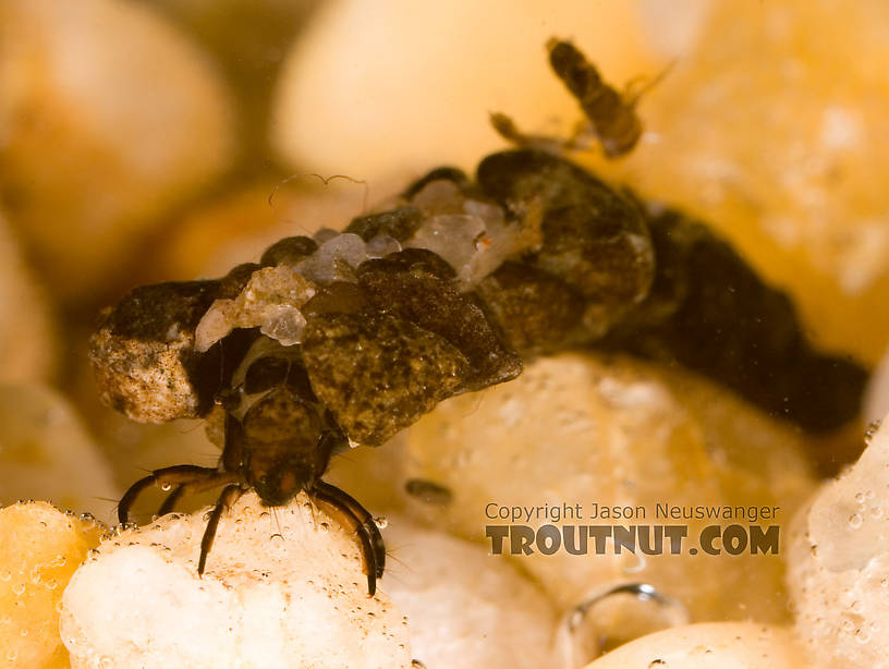 Neophylax (Autumn Mottled Sedges) Caddisfly Larva from Fall Creek in New York