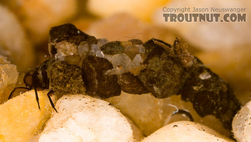 Neophylax (Autumn Mottled Sedges) Caddisfly Larva from Fall Creek in New York