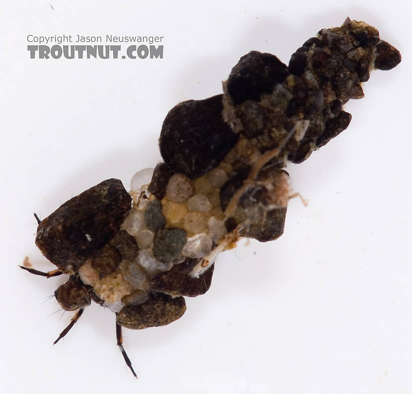 Neophylax (Autumn Mottled Sedges) Caddisfly Larva from Fall Creek in New York