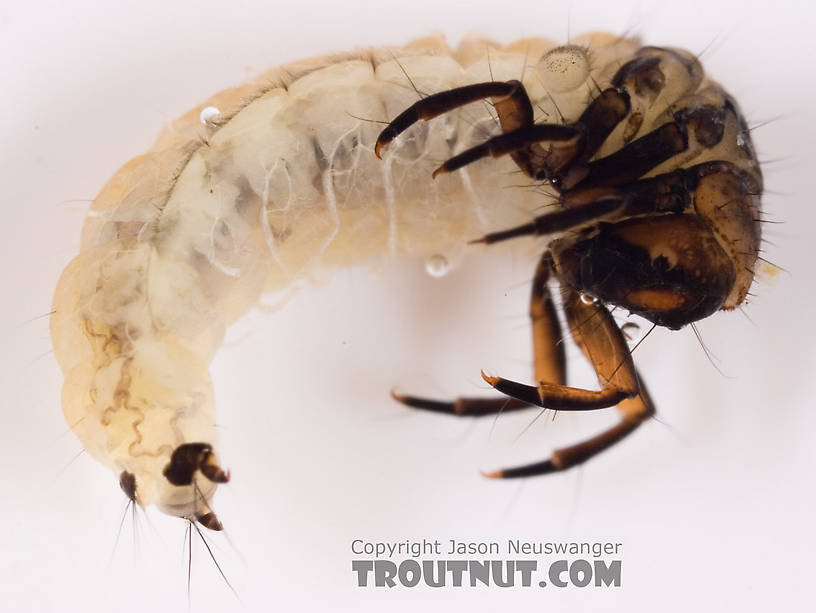 Neophylax (Autumn Mottled Sedges) Caddisfly Larva from Fall Creek in New York