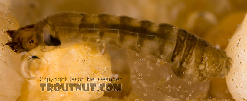 Simuliidae (Black Flies) Black Fly Larva from Fall Creek in New York