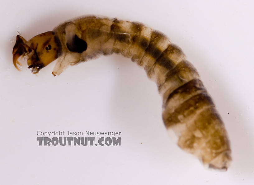 Simuliidae (Black Flies) Black Fly Larva from Fall Creek in New York