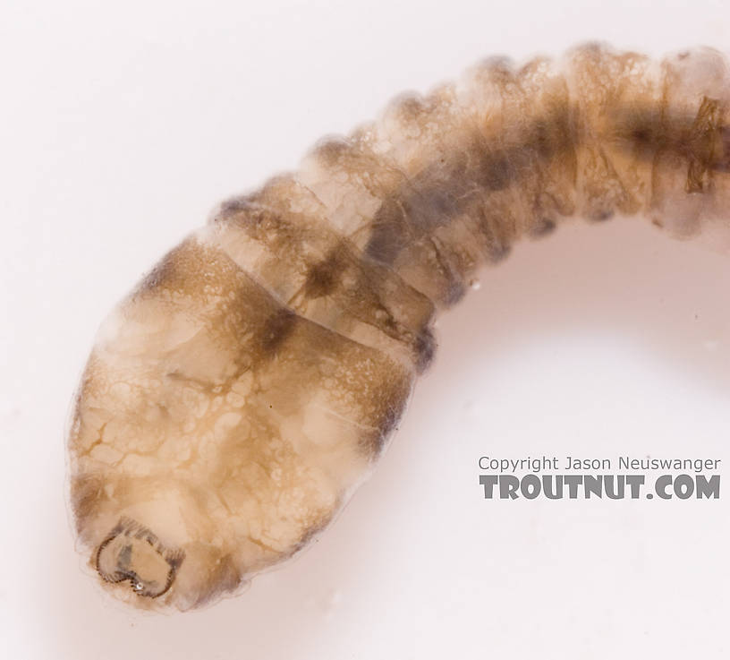 Simuliidae (Black Flies) Black Fly Larva from Fall Creek in New York