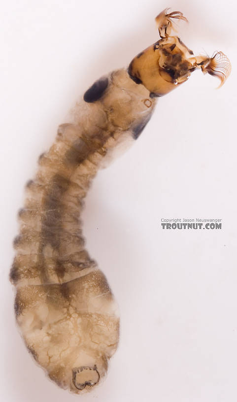 Simuliidae (Black Flies) Black Fly Larva from Fall Creek in New York