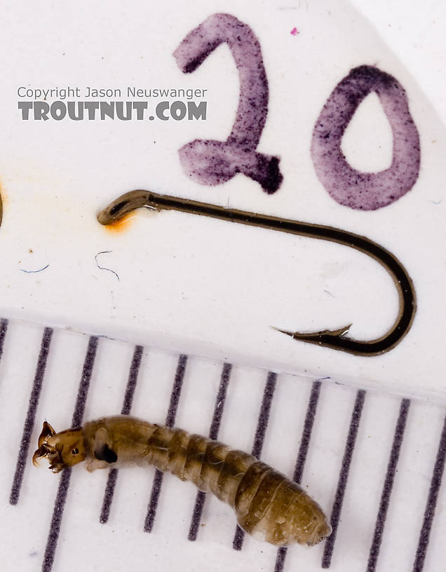 Simuliidae (Black Flies) Black Fly Larva from Fall Creek in New York