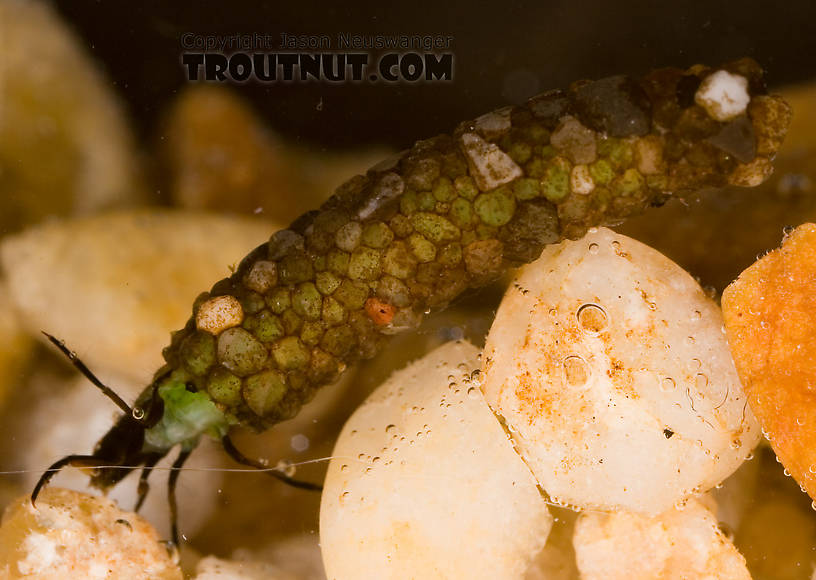 I like how the green of this larva's body shows through the slightly translucent sand grains of its case.  Psilotreta labida (Dark Blue Sedge) Caddisfly Larva from Fall Creek in New York