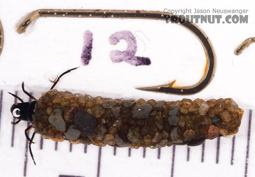 Psilotreta labida (Dark Blue Sedge) Caddisfly Larva from Fall Creek in New York