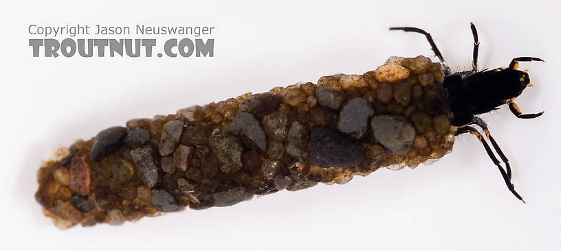 Psilotreta labida (Dark Blue Sedge) Caddisfly Larva from Fall Creek in New York