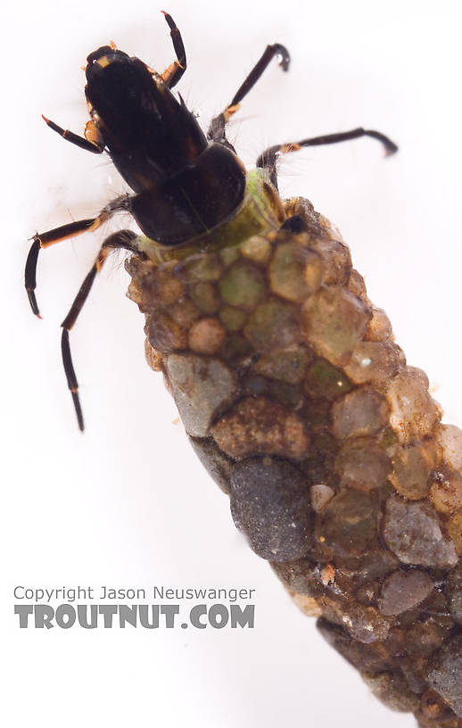 Psilotreta labida (Dark Blue Sedge) Caddisfly Larva from Fall Creek in New York