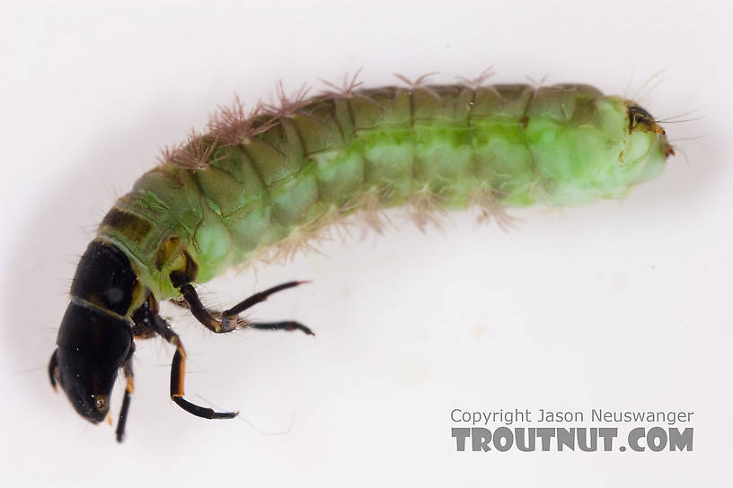 Psilotreta labida (Dark Blue Sedge) Caddisfly Larva from Fall Creek in New York