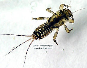 Ephemerella invaria (Sulphur Dun) Mayfly Nymph