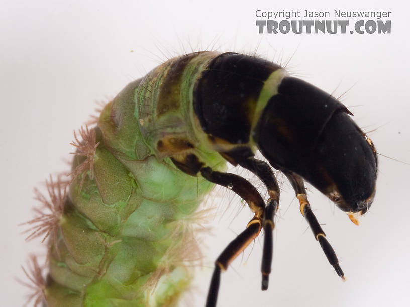 Psilotreta labida (Dark Blue Sedge) Caddisfly Larva from Fall Creek in New York