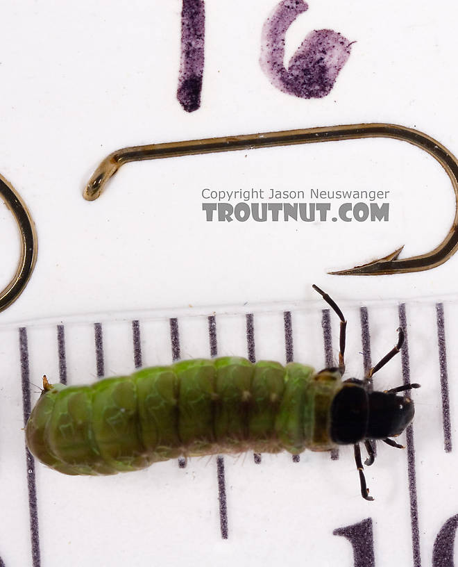 Psilotreta labida (Dark Blue Sedge) Caddisfly Larva from Fall Creek in New York