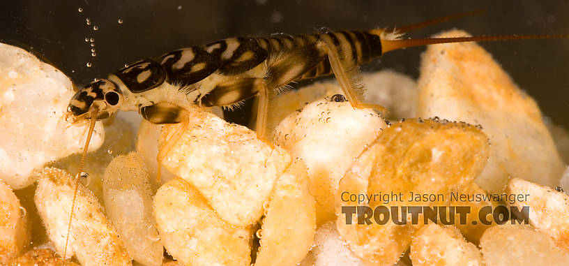 Agnetina capitata (Golden Stone) Stonefly Nymph from Fall Creek in New York