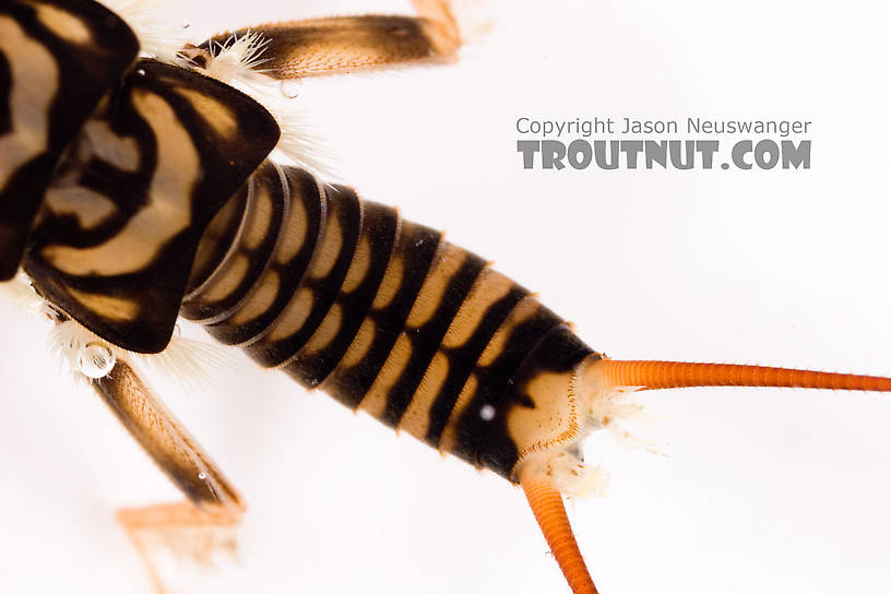 Agnetina capitata (Golden Stone) Stonefly Nymph from Fall Creek in New York