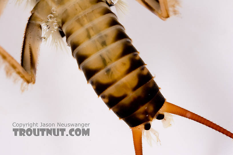 Agnetina capitata (Golden Stone) Stonefly Nymph from Fall Creek in New York