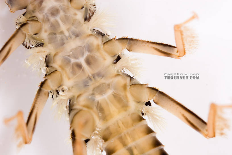 Agnetina capitata (Golden Stone) Stonefly Nymph from Fall Creek in New York