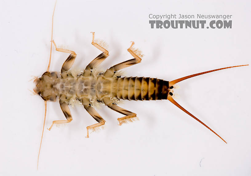 Agnetina capitata (Golden Stone) Stonefly Nymph from Fall Creek in New York