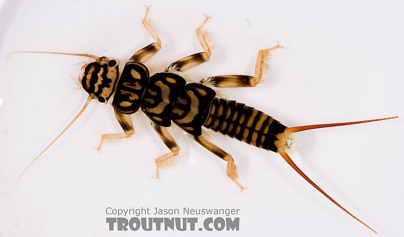 Agnetina capitata (Golden Stone) Stonefly Nymph from Fall Creek in New York