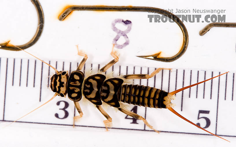 Agnetina capitata (Golden Stone) Stonefly Nymph from Fall Creek in New York