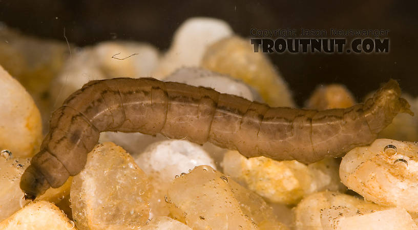 Tipulidae (Crane Flies) Crane Fly Larva from Fall Creek in New York