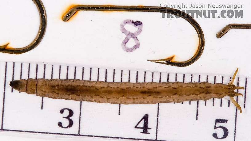 Tipulidae (Crane Flies) Crane Fly Larva from Fall Creek in New York