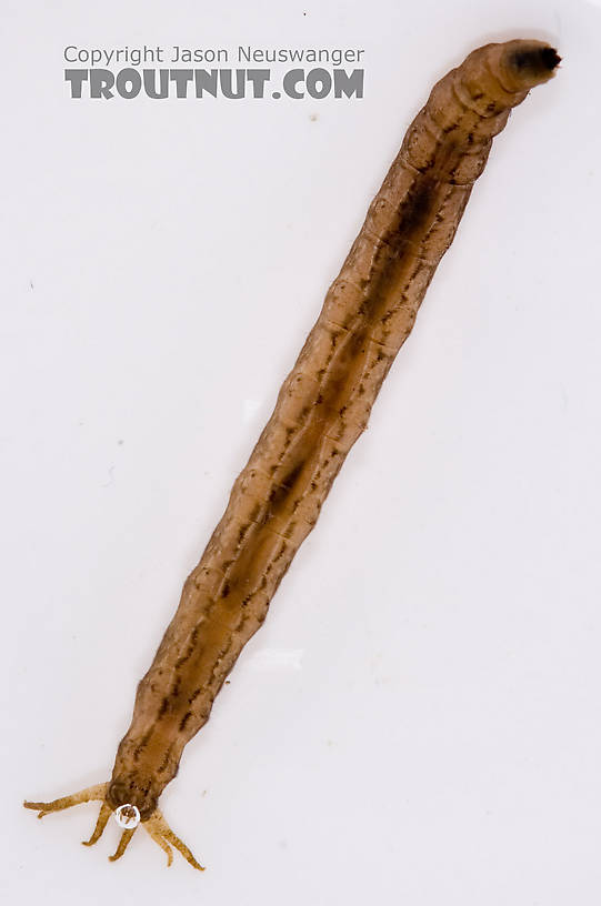 Tipulidae (Crane Flies) Crane Fly Larva from Fall Creek in New York